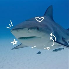Shark