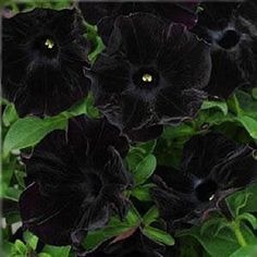 Black Flower