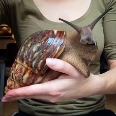 Snail
