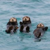 Otter Pfp