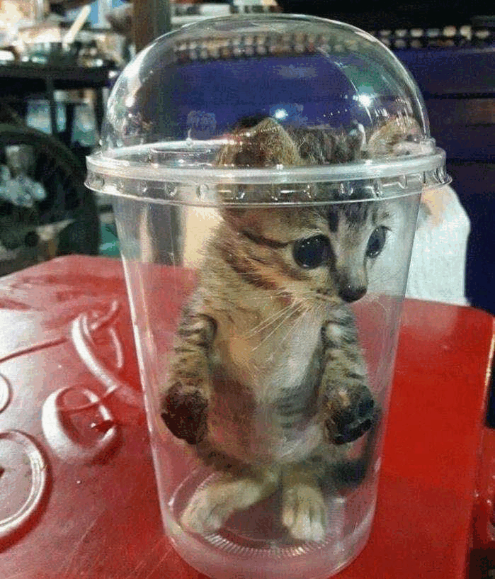 cat in cup.