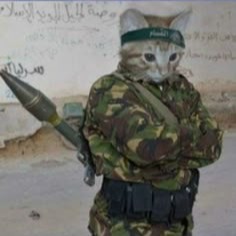 Cat With Gun