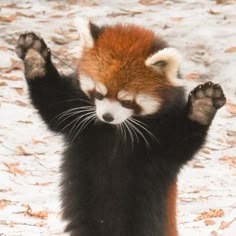 Cute Red Panda