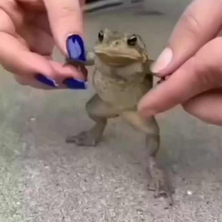 Funny Frog