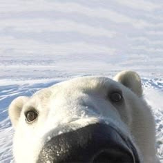 Polar Bear
