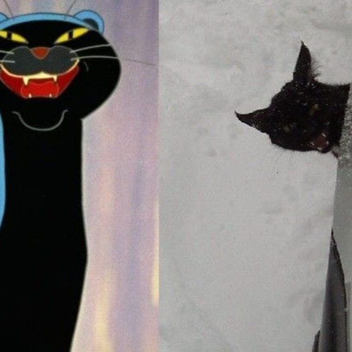 Black Cat Pfp