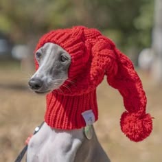 Dog With Hat