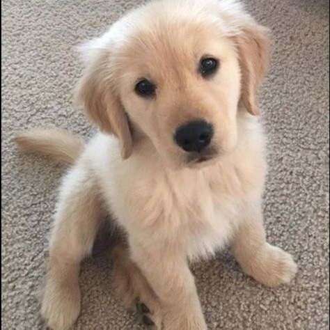 Dog Display Picture