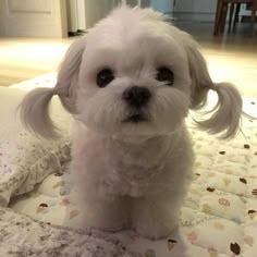 Cute Puppy Display Picture