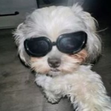 Cool Dog Profile Avatar