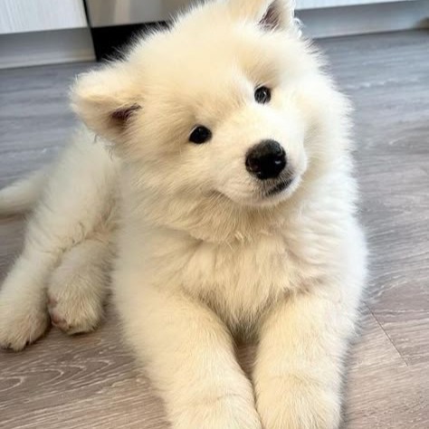 Samoyed Pfp