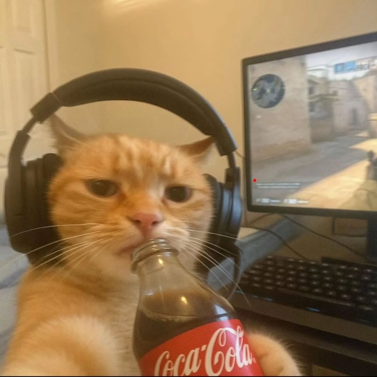 Ski Mask Cat Pfp By 2validck Ski Mask Cat Pfp By 2validck