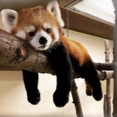 Cute Red Panda