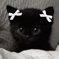 6770-black-cat-aesthetic.png