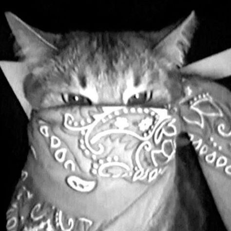 Gangster Cat User Icon