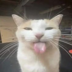Cat Pfp
