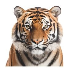 Tiger Profile Picture Pfp