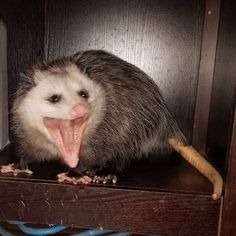 Possum