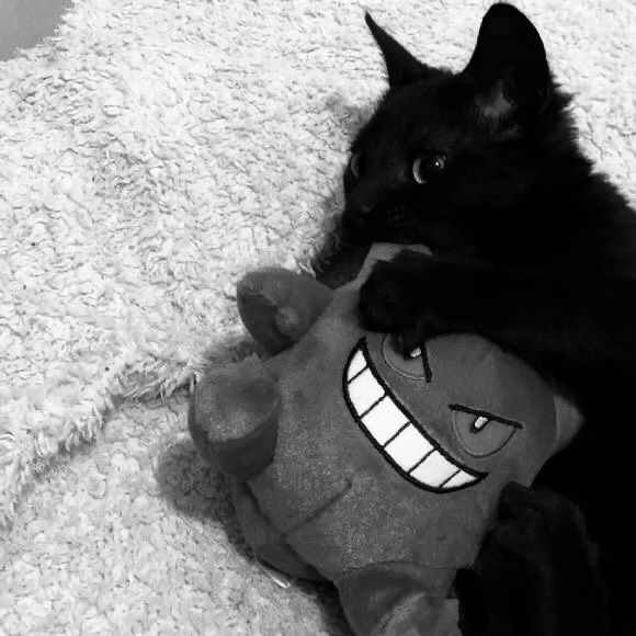 black cat and gengar pfp