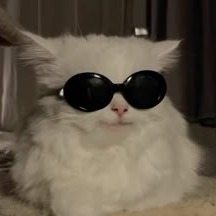 Cat With Sunglasses