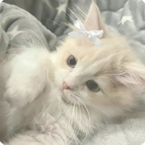 Kitten Profile Image