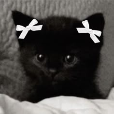 7061-black-and-white-cat.png