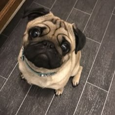 Pug