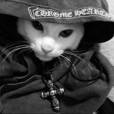 chrome hearts cat