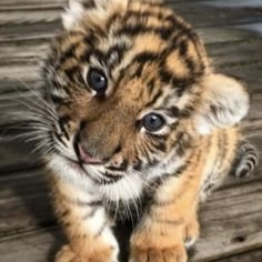 Cute Tiger