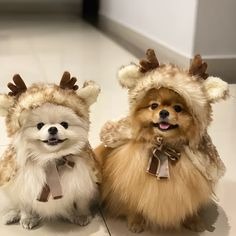 Cute Puppy Profile Image
