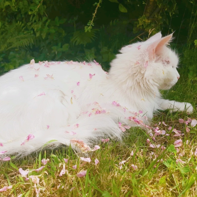Blossomcat Pfp