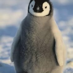 Penguin