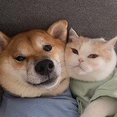 Cat And Dog