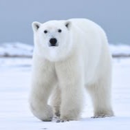 Polar Bear