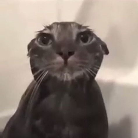 Sad Cat Pfp by kawaisl