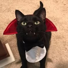 Cat Halloween