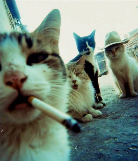 cat gang