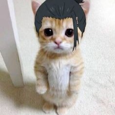 Geto Cat