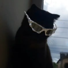Cat With Sunglasses