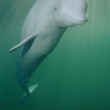 Beluga