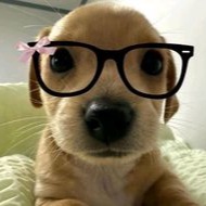 Aesthetic Dog Profile Avatar