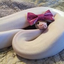 Cute Snake