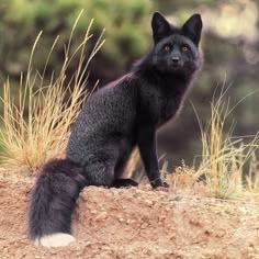 7538-black-fox.png