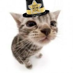 New Years Cat