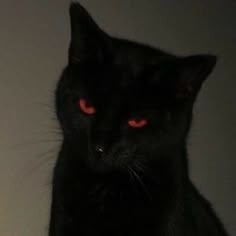 Vampire Cat
