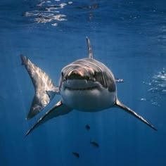 Shark Pfp