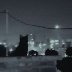 Aesthetic Black Cat