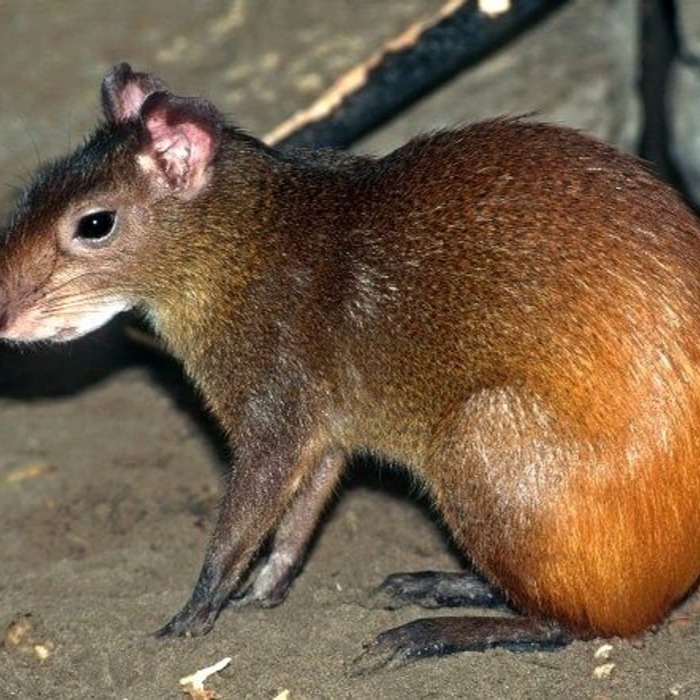 Animal Profile Picture