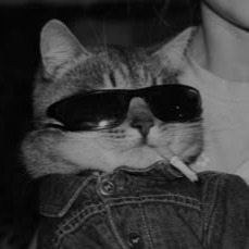 Cat With Sunglasses