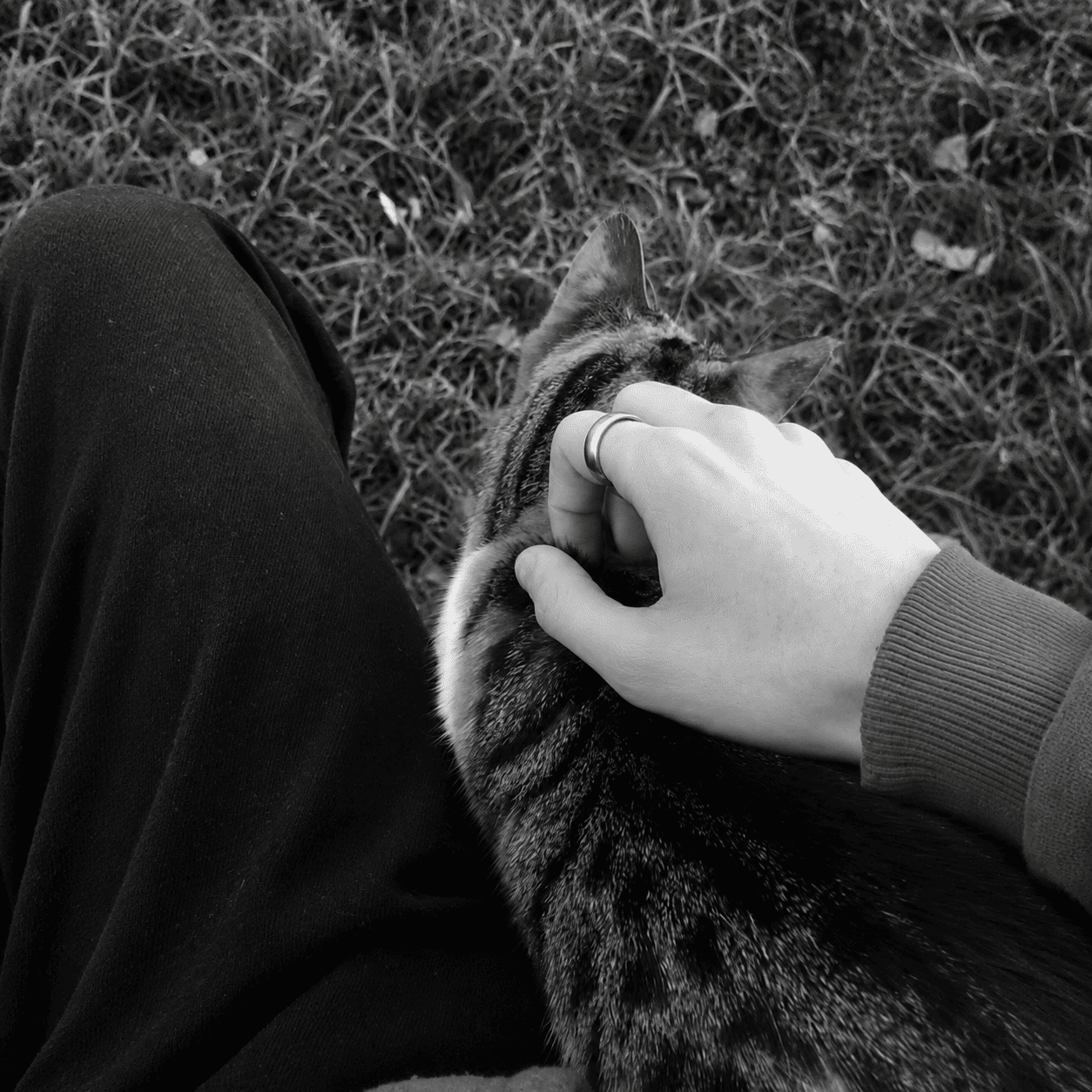 Cat Pfp